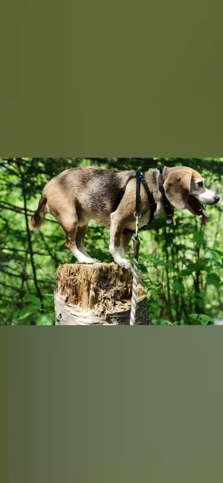 Lost dog in Saint Paul, MN, 55104