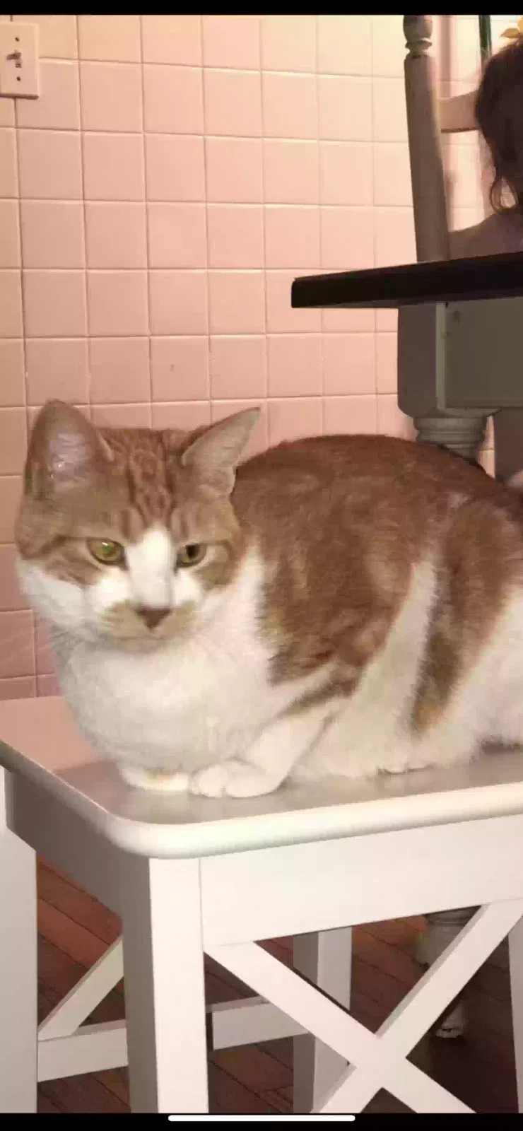Lost cat in Wentzville, MO, 63385