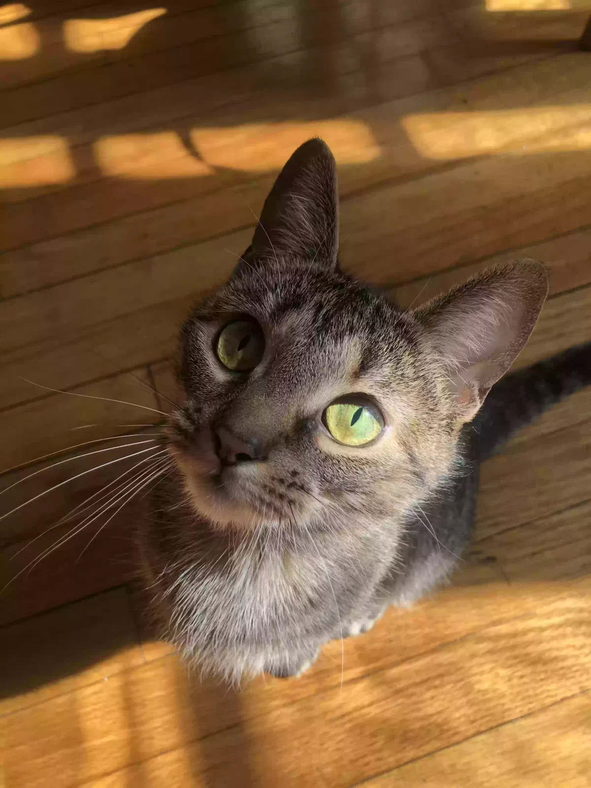 Lost cat in Cleveland, OH, 44118
