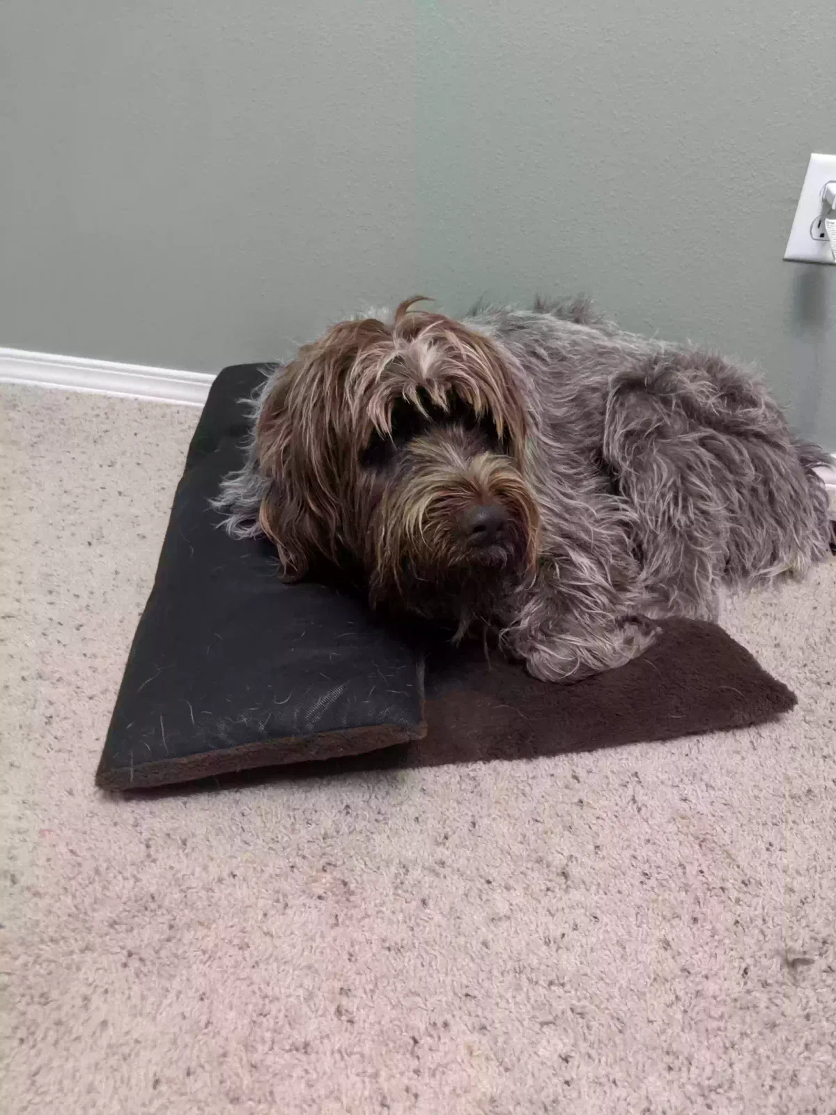 Lost dog in Hamilton, MT, 59840