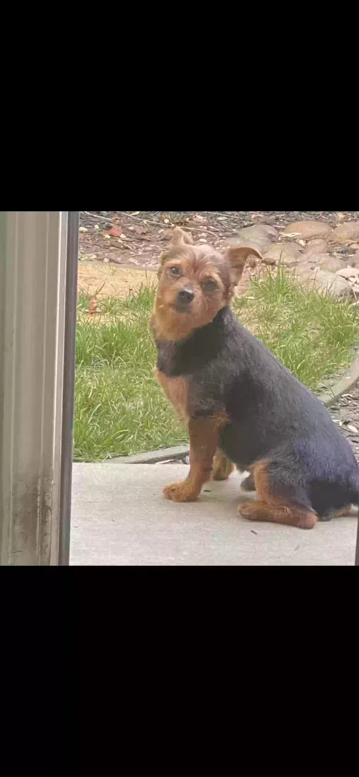 Lost dog in Oakland, CA, 94603