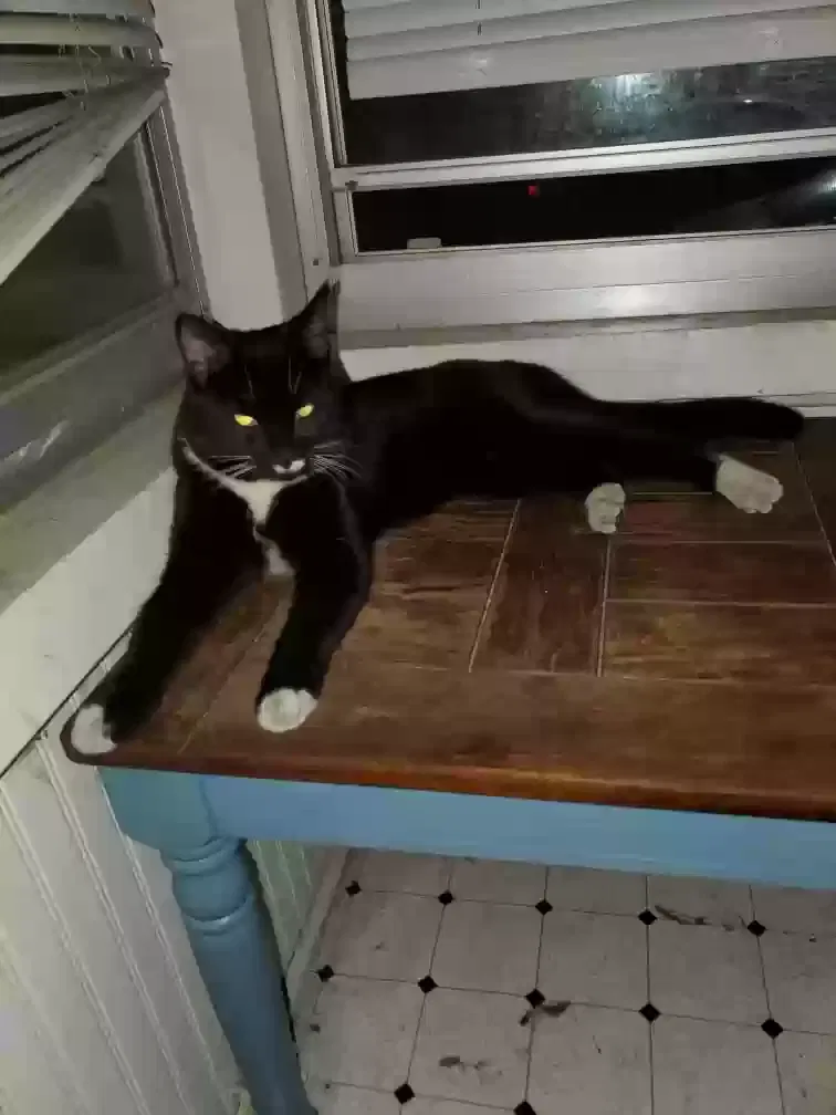 Found cat in Kalamazoo, MI, 49001