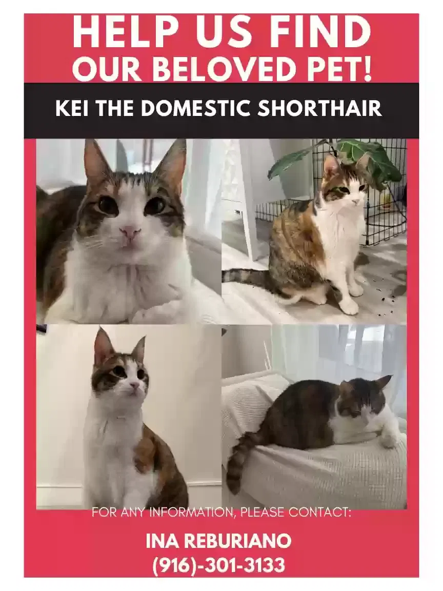 Lost cat in Folsom, CA, 95630