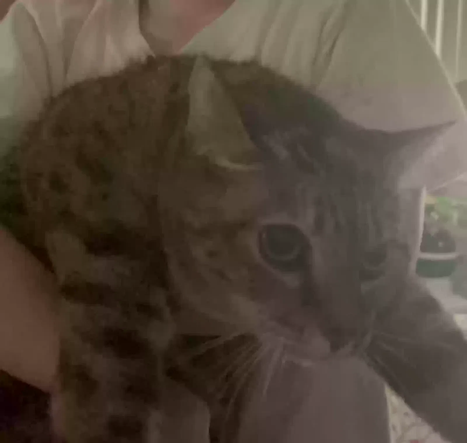 Lost cat in Sacramento, CA, 95825