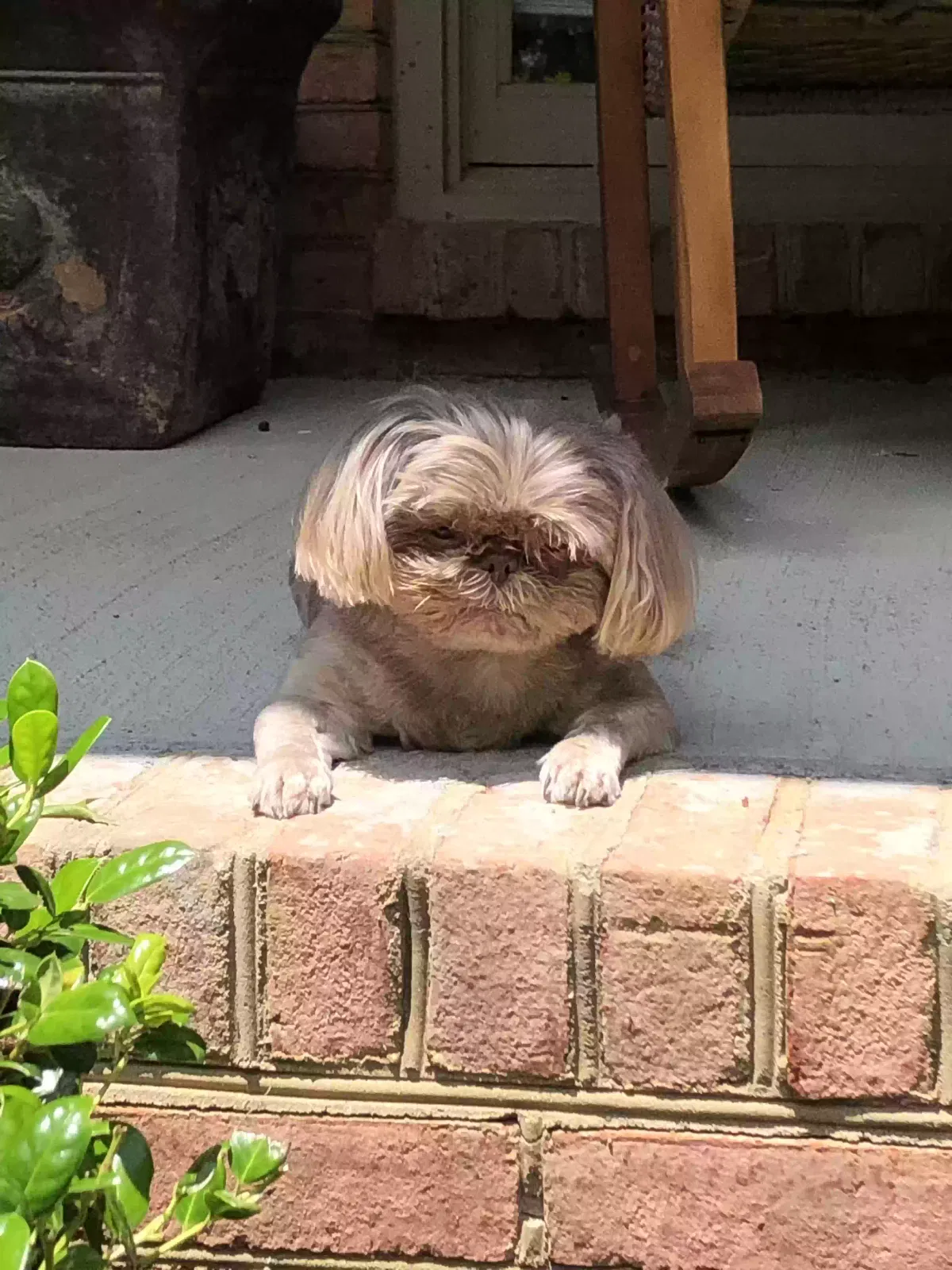 Lost dog in Pelham, AL, 35124