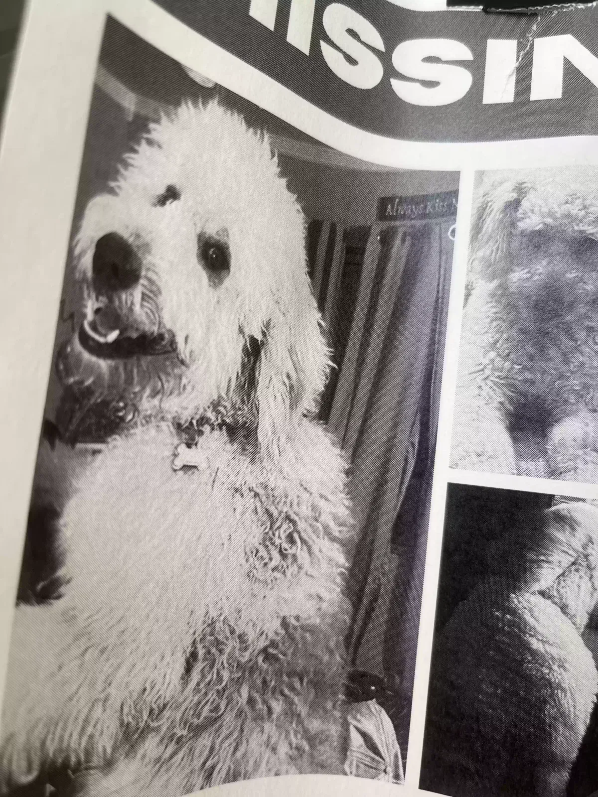 Lost dog in White Oak, TX, 75693