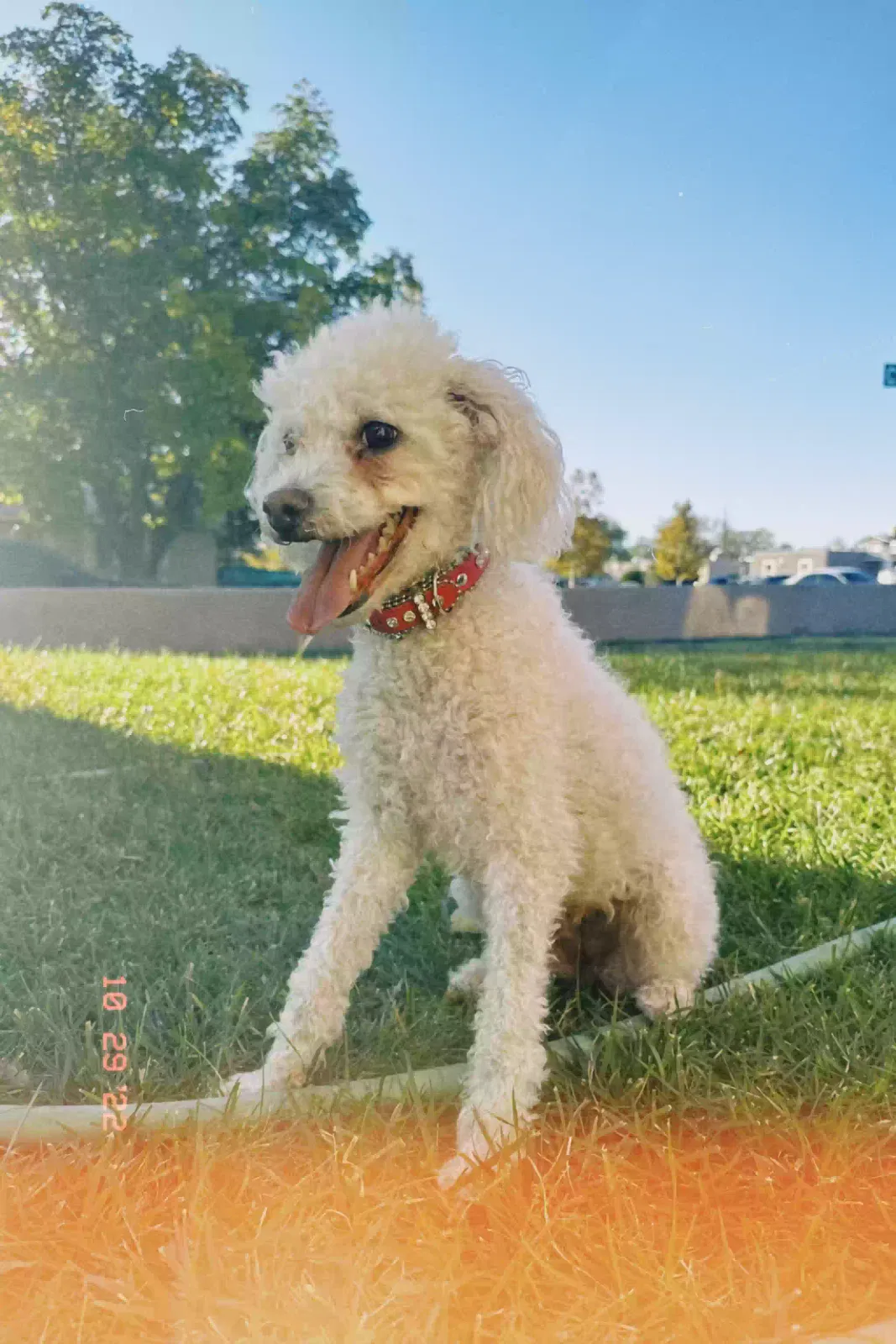 Lost dog in Albuquerque, NM, 87110