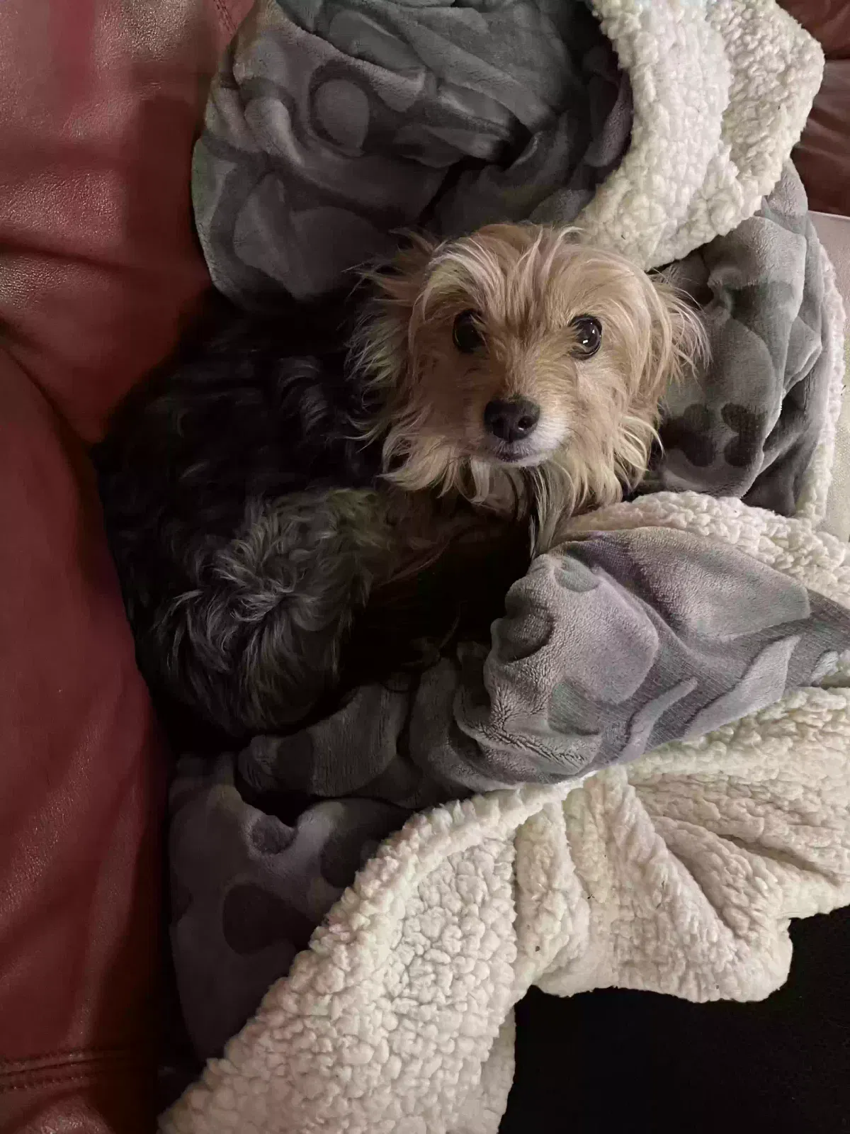 Lost dog in Edmond, OK, 73025
