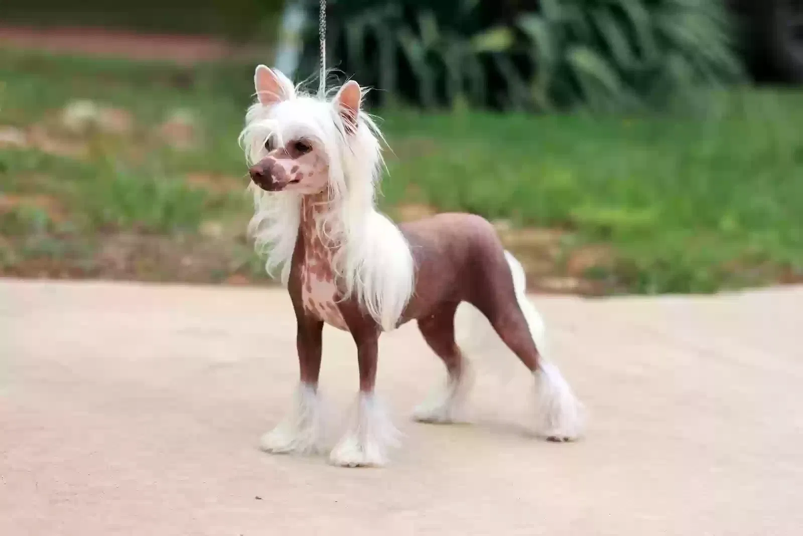 Lost dog in Laguna Hills, CA, 92653