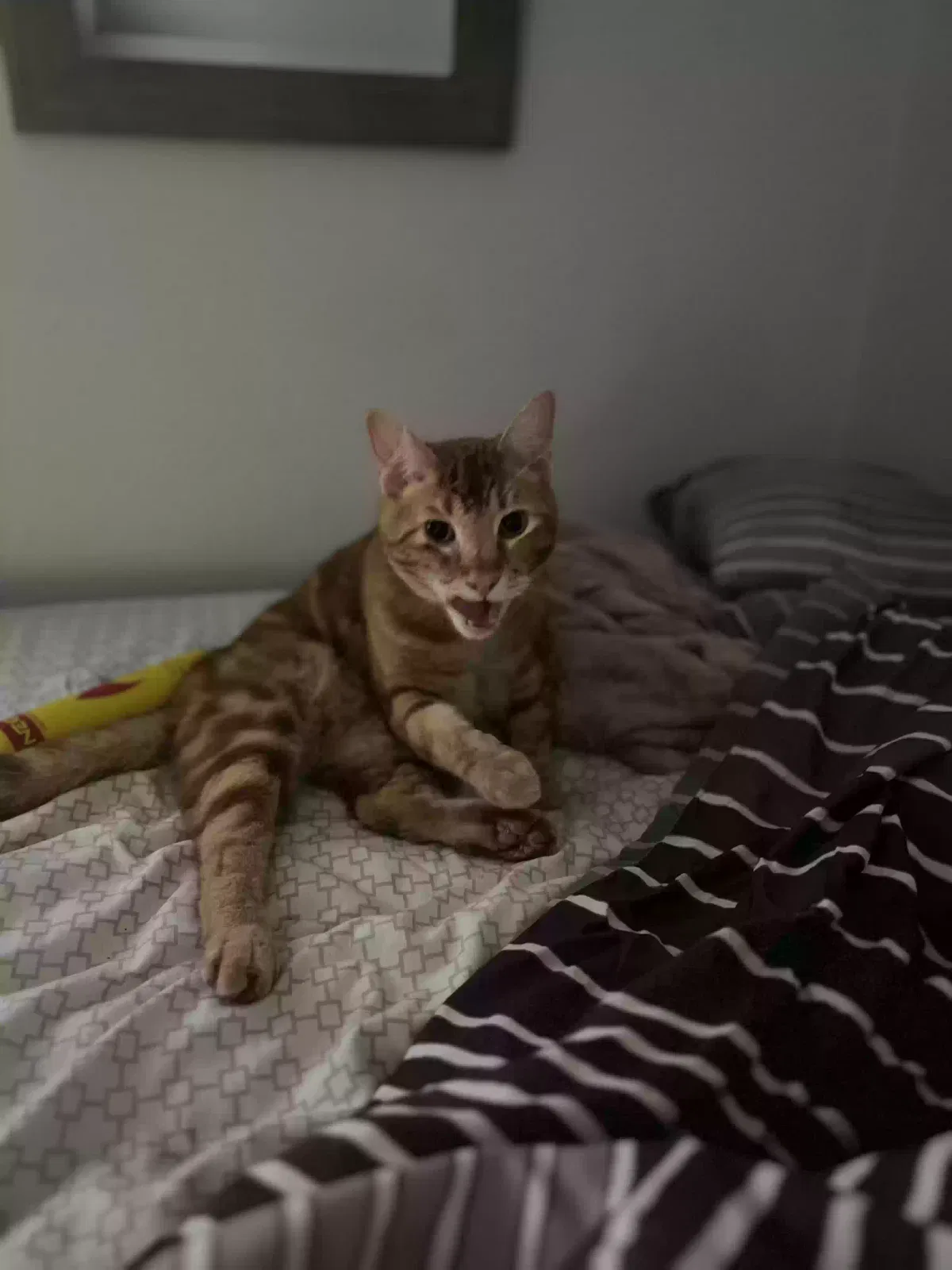 Lost cat in Fallbrook, CA, 92028