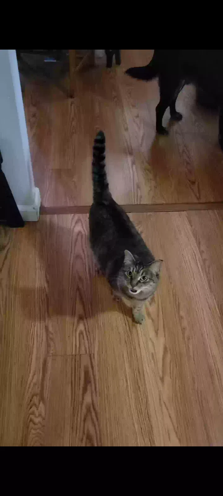 Lost cat in Spokane, WA, 99218