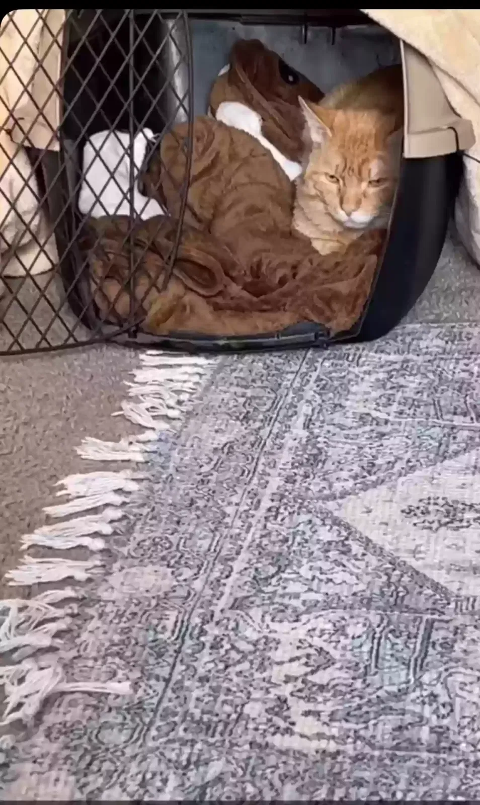 Lost cat in Hilliard, OH, 43026