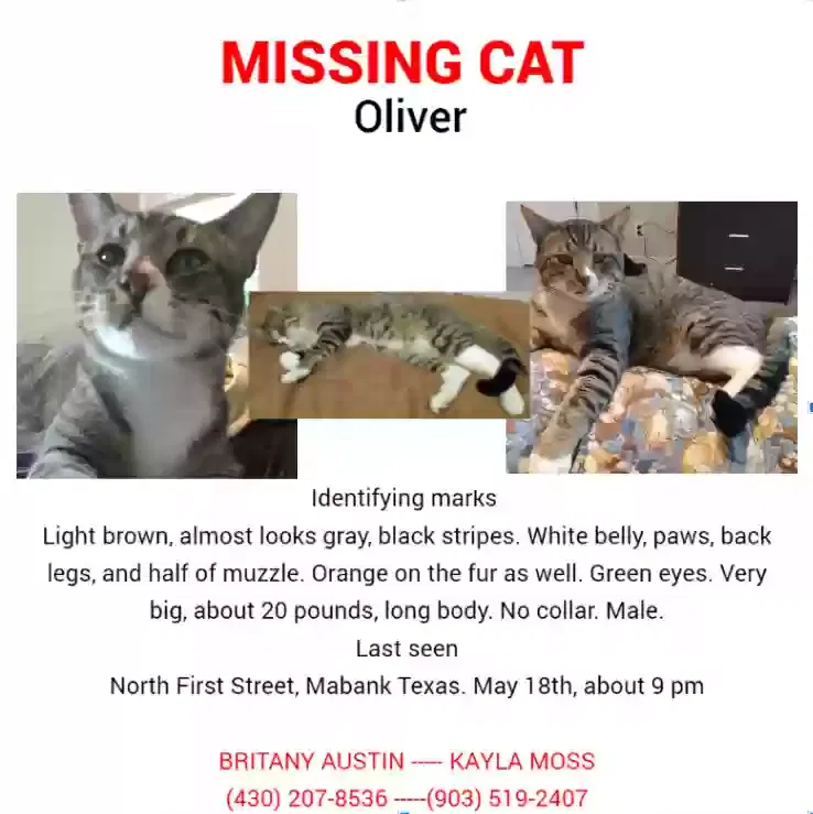 Lost cat in Mabank, TX, 75147
