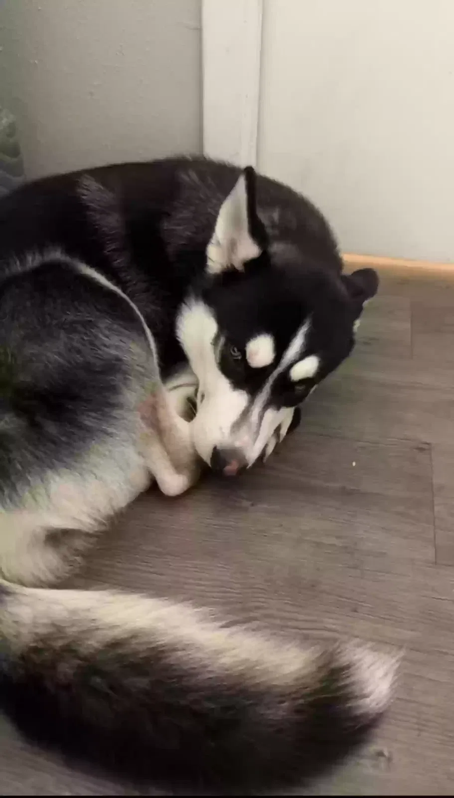Lost dog in San Antonio, TX, 78220