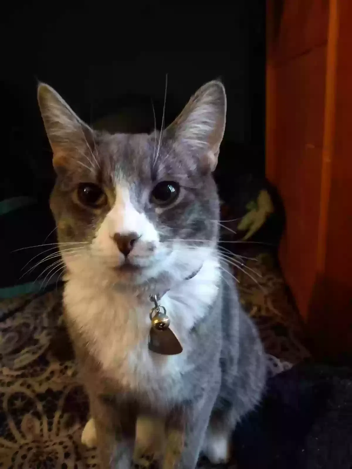 Lost cat in Reno, NV, 89508
