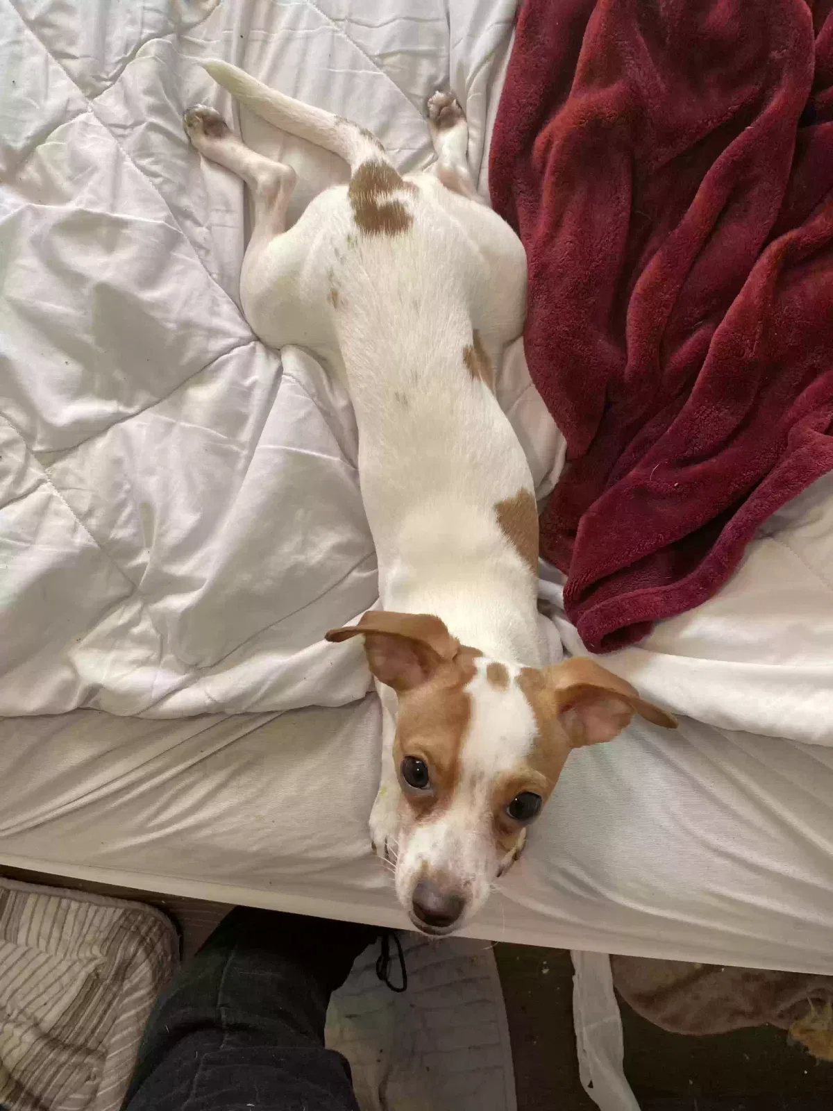Lost dog in San Antonio, TX, 78220