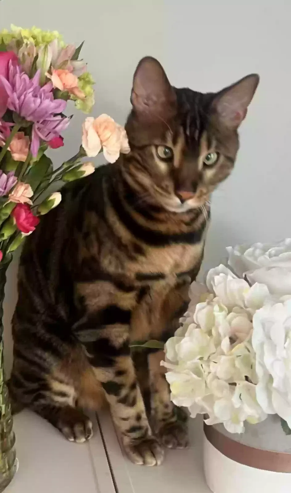 Lost cat in Chicago, IL, 60656