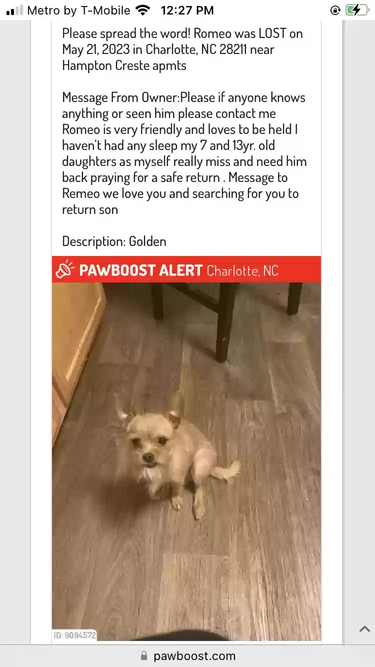 Lost dog in Charlotte, NC, 28211