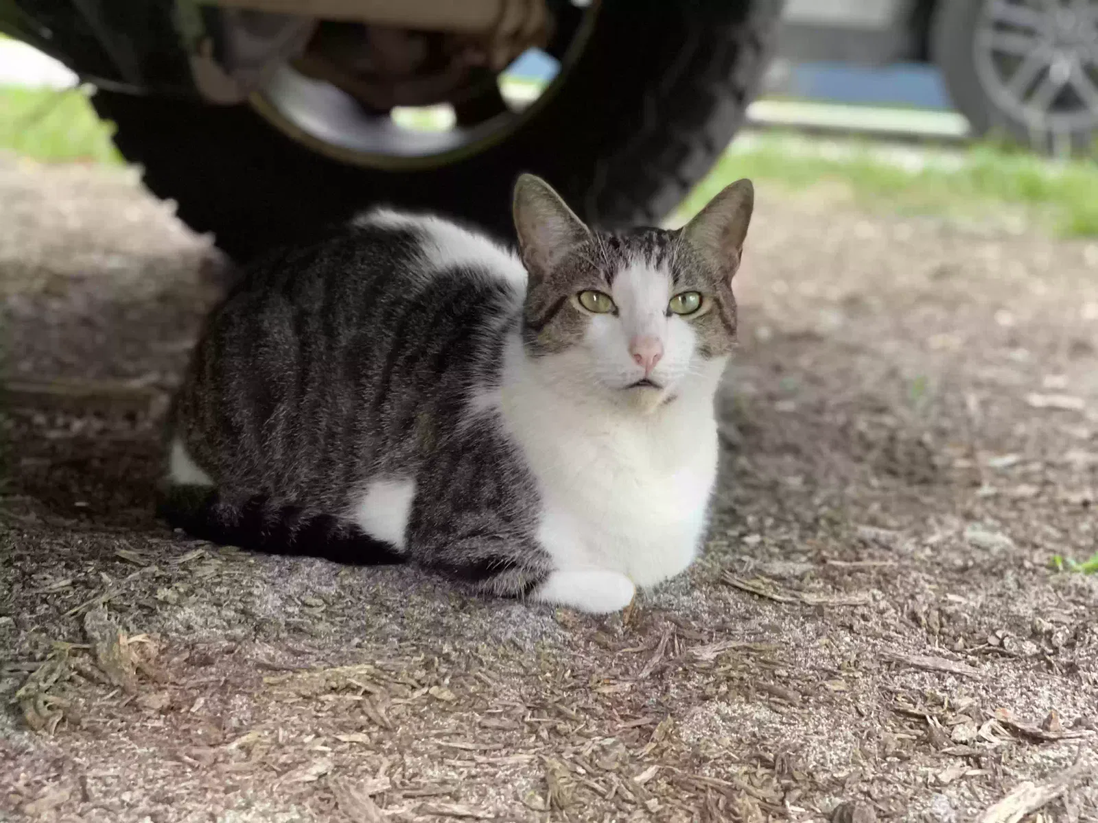 Lost cat in Summerfield, FL, 34491