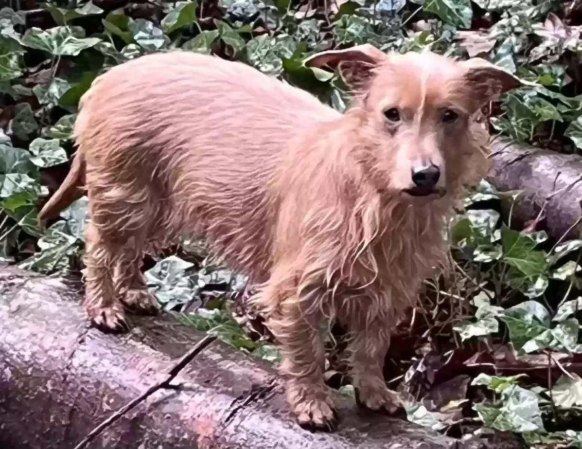 Lost dog in Seattle, WA, 98155