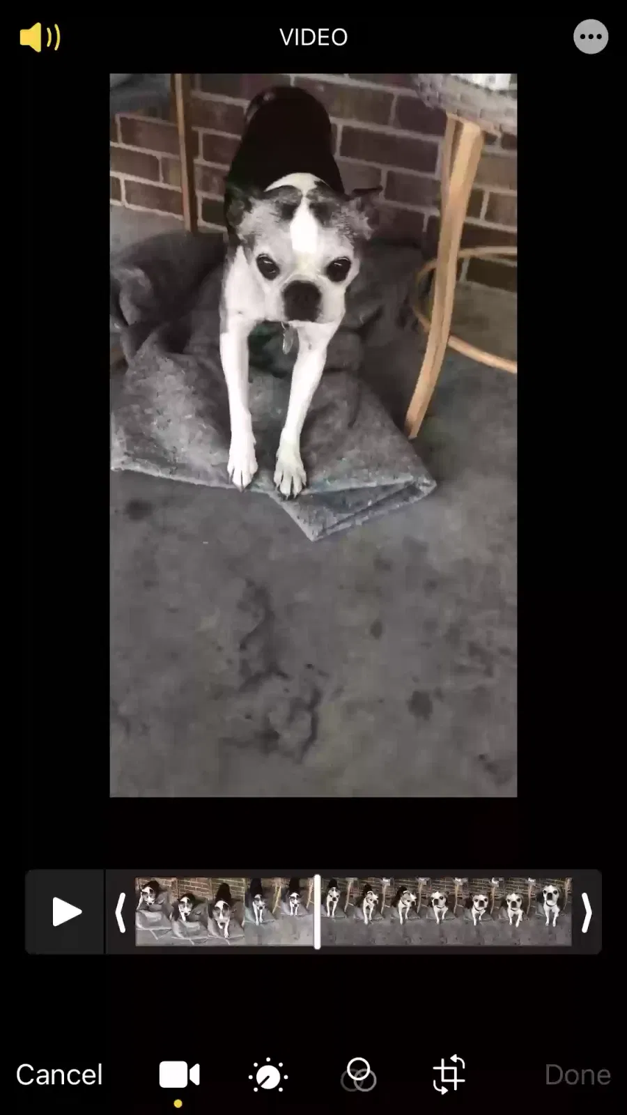 Lost dog in Summerfield, FL, 34491