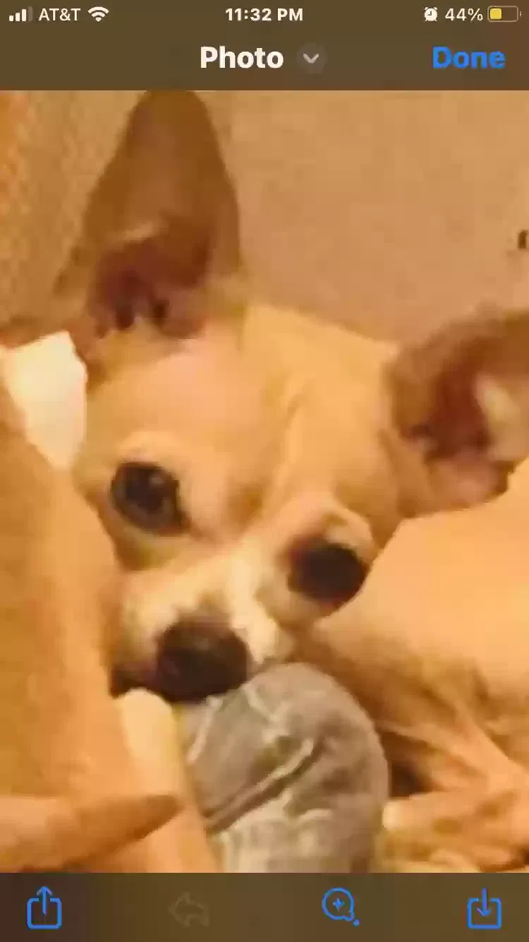 Lost dog in Houston, TX, 77020