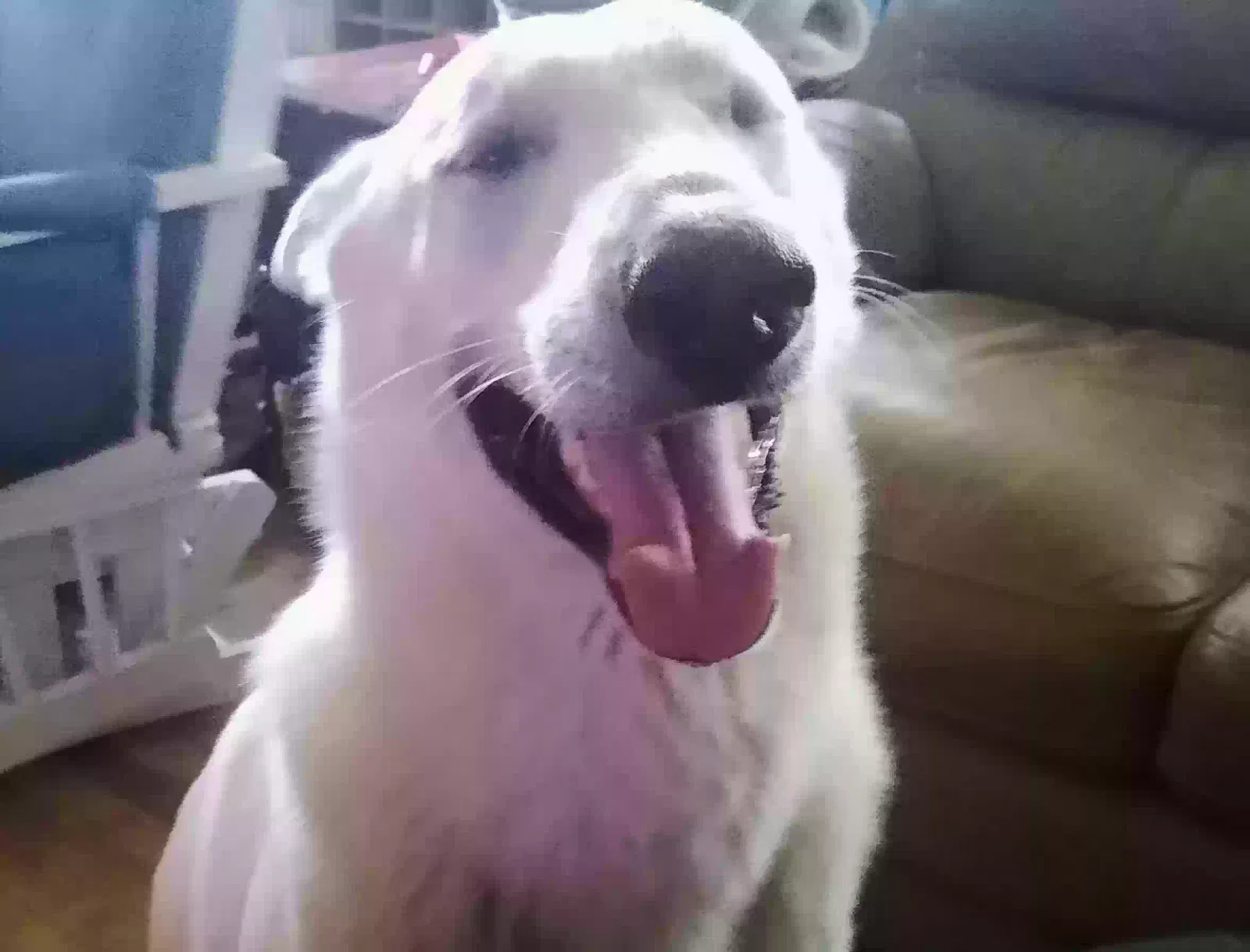 Lost dog in Denton, TX, 76208