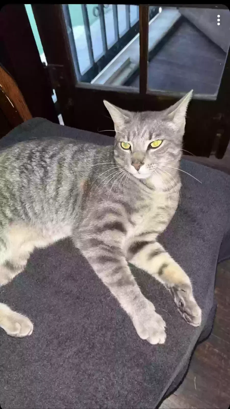 Lost cat in Santa Ana, CA, 92701