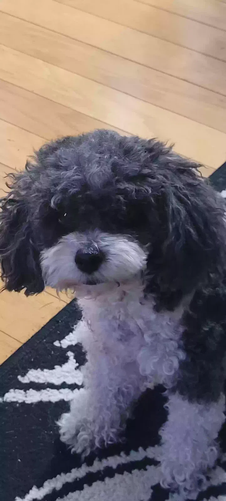 Lost dog in Canyon Lake, TX, 78133