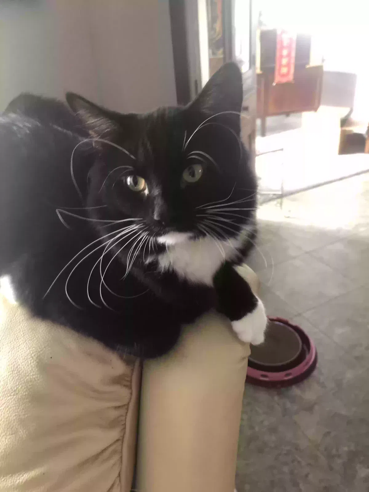 Lost cat in Perrysburg, OH, 43551