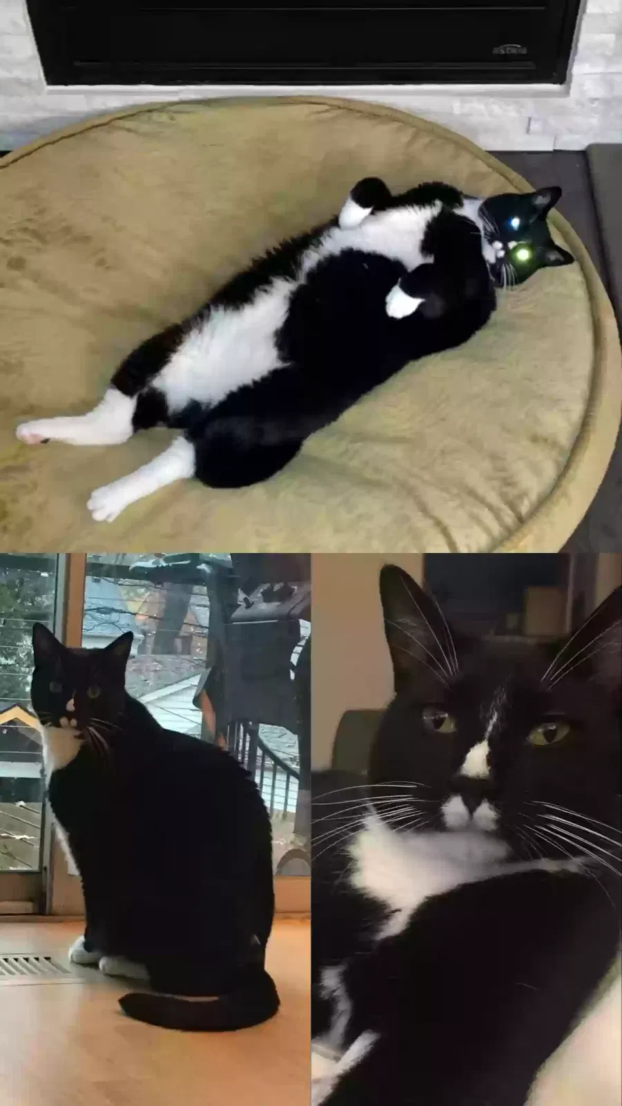 Lost cat in Auburn Hills, MI, 48326