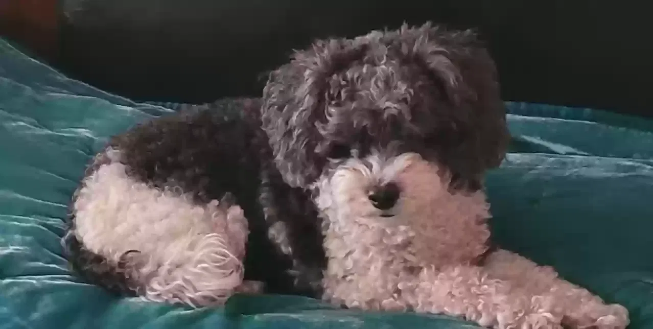 Lost dog in Canyon Lake, TX, 78133