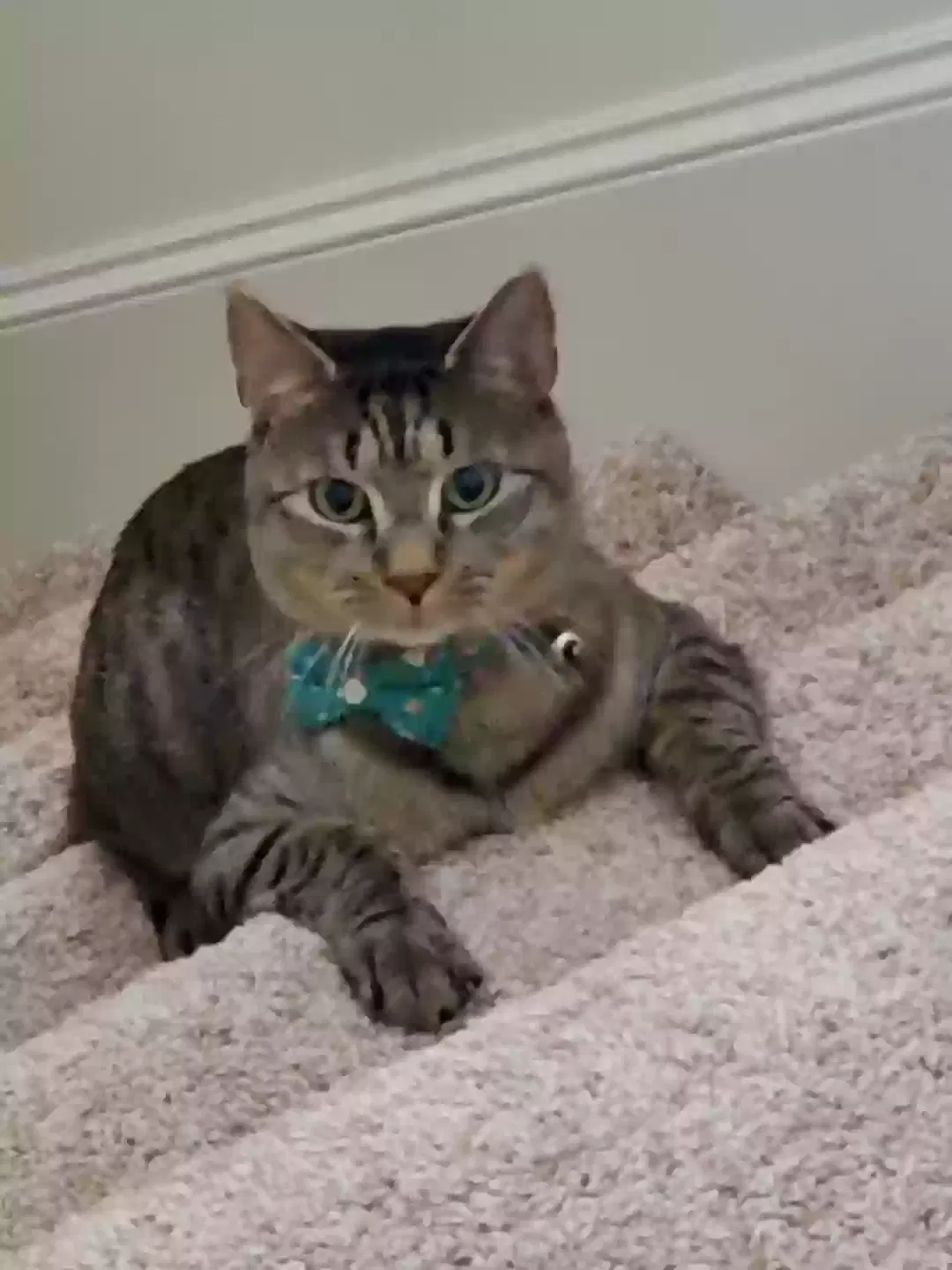 Lost cat in Austin, TX, 78748