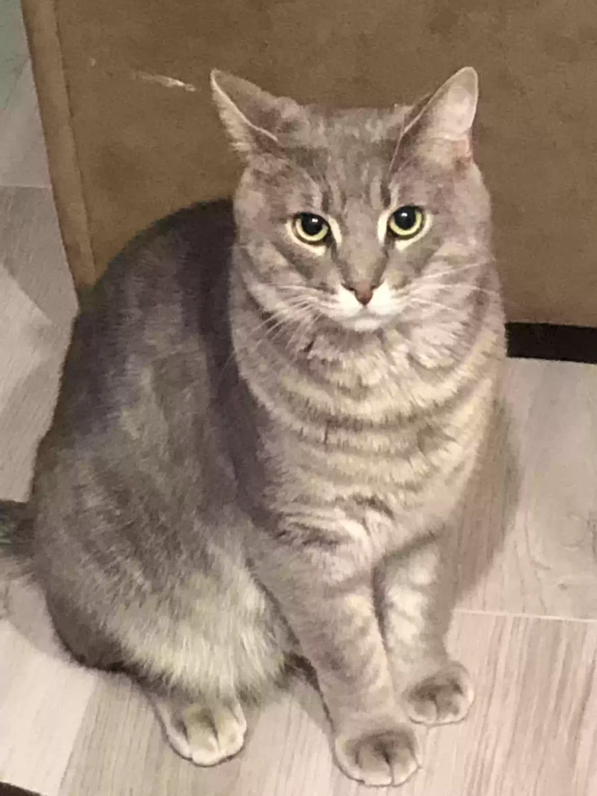 Lost cat in Yorktown, VA, 23693