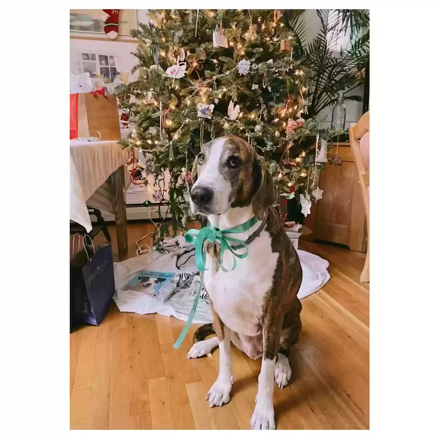 Lost dog in Manchester, NH, 3109