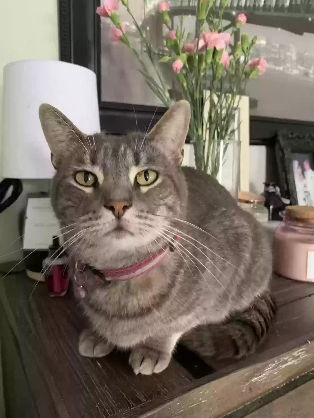 Lost cat in Corpus Christi, TX, 78414
