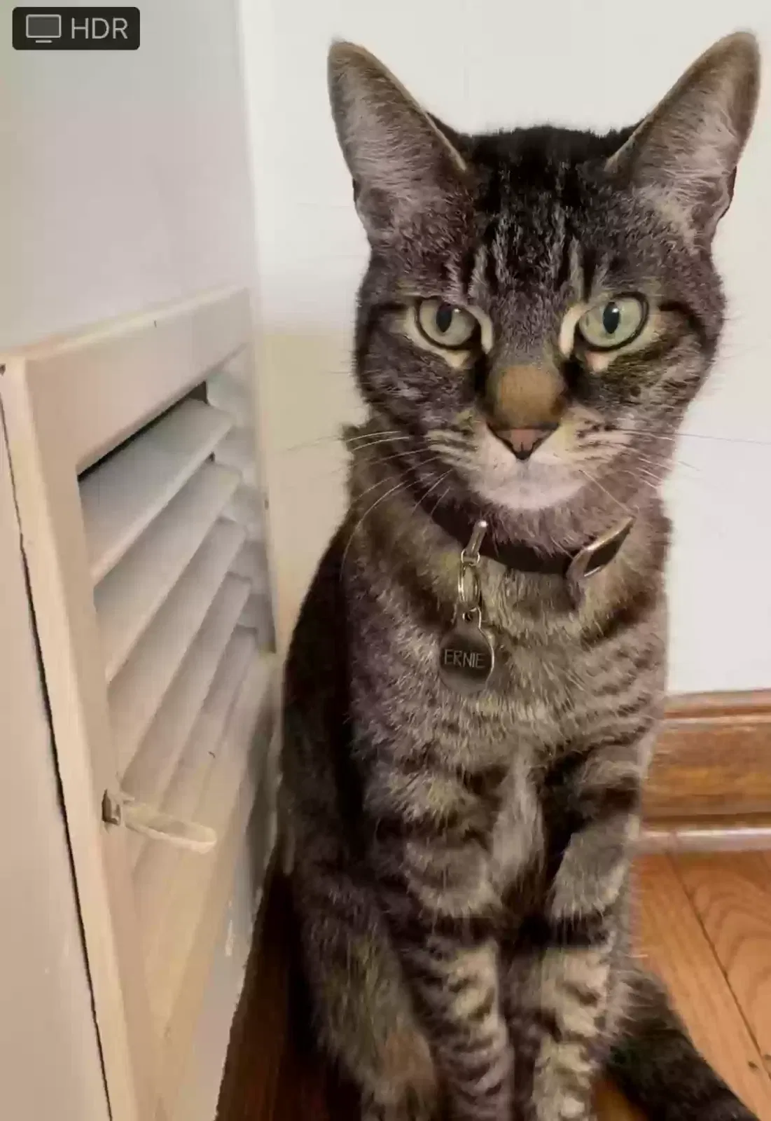Lost cat in Portland, OR, 97215