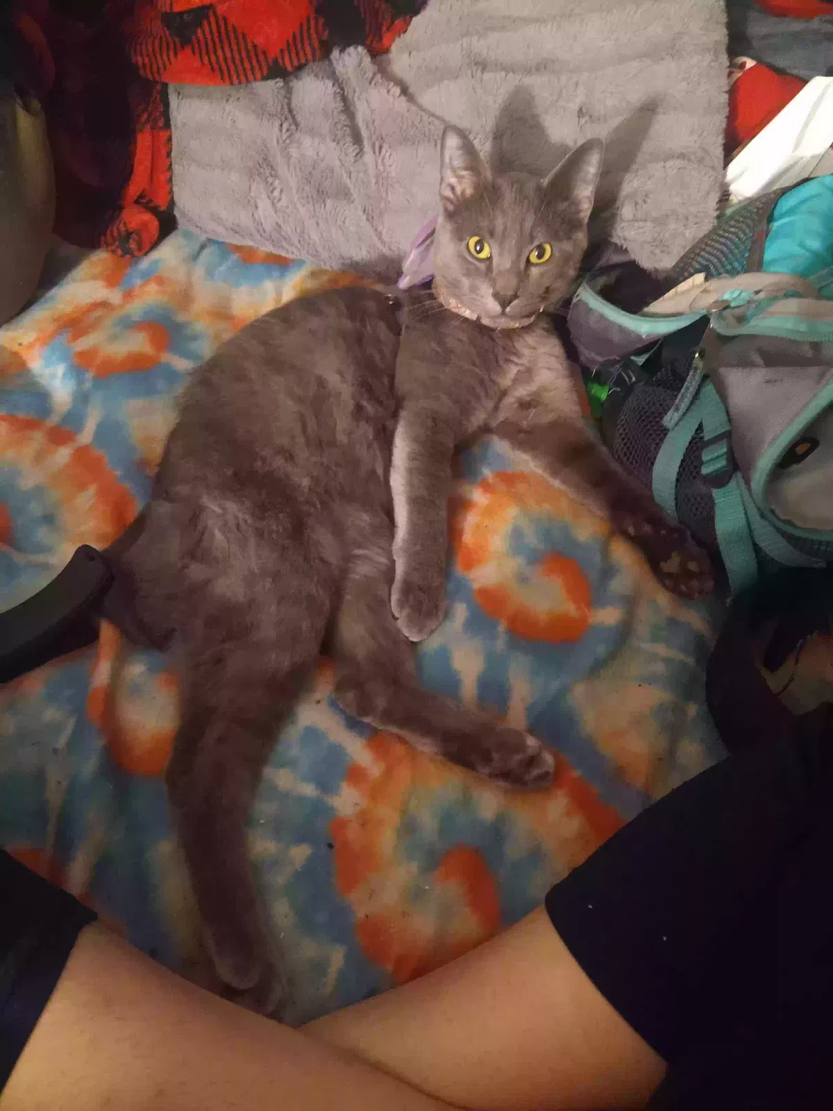 Lost cat in Oklahoma City, OK, 73111