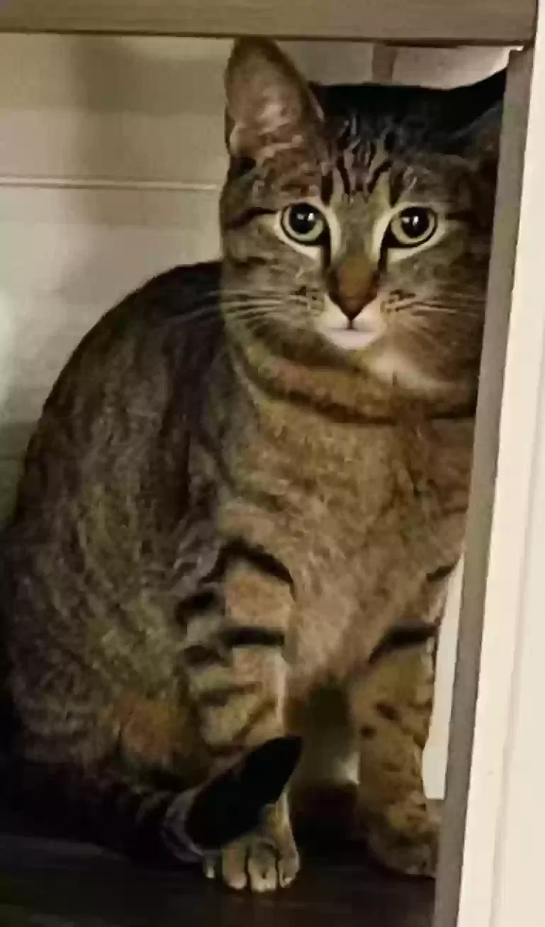 Lost cat in Steilacoom, WA, 98388