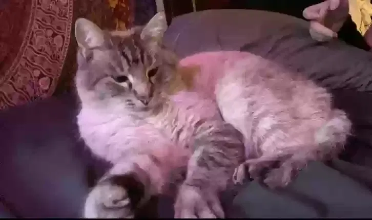 Lost cat in Spokane, WA, 99202