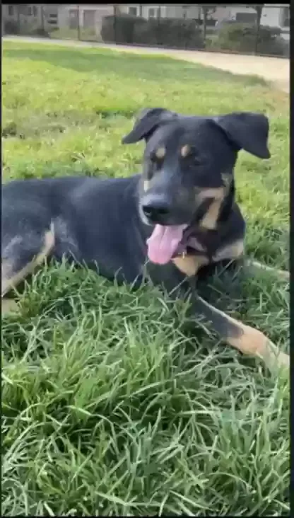 Lost dog in Concord, CA, 94520