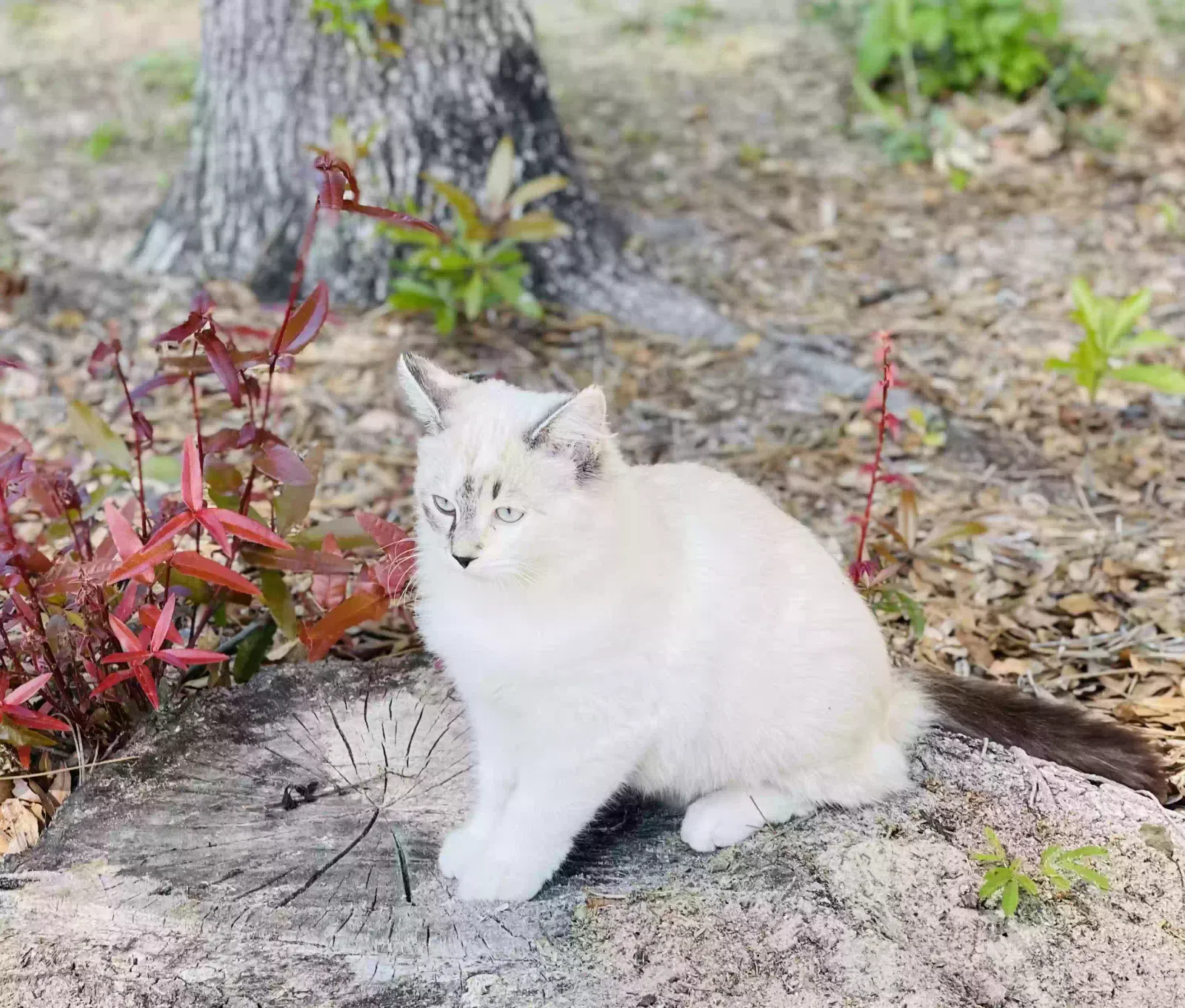 Lost cat in Cantonment, FL, 32533