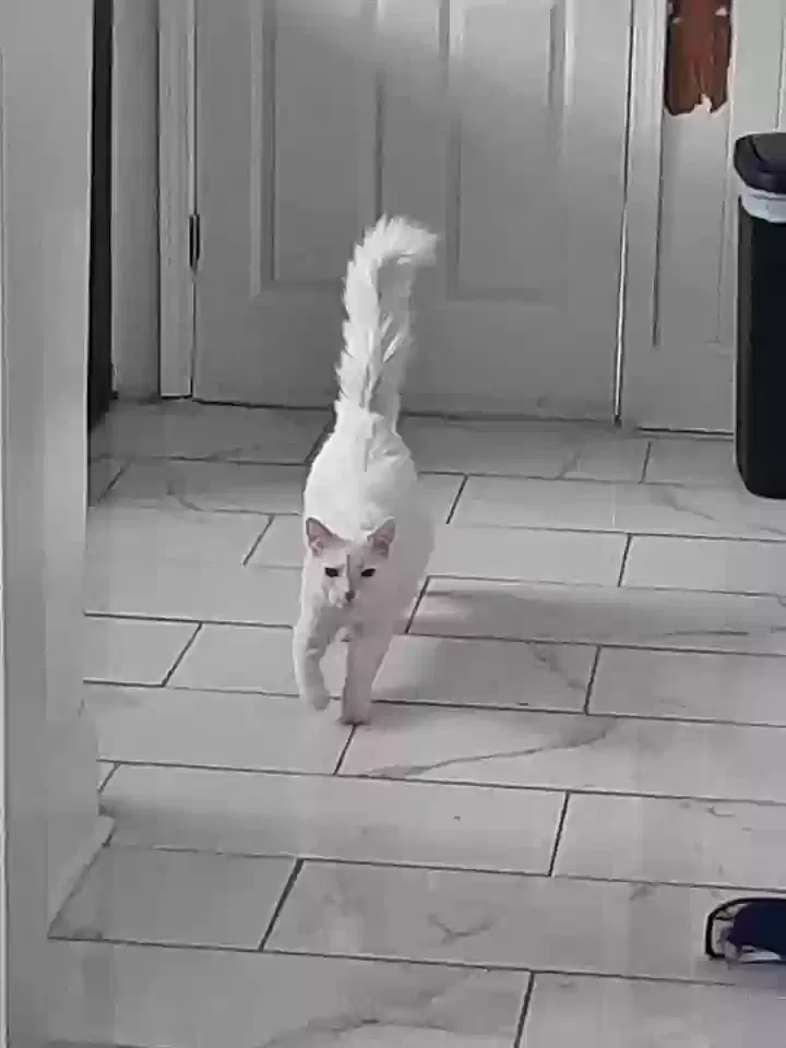Lost cat in Nappanee, IN, 46550