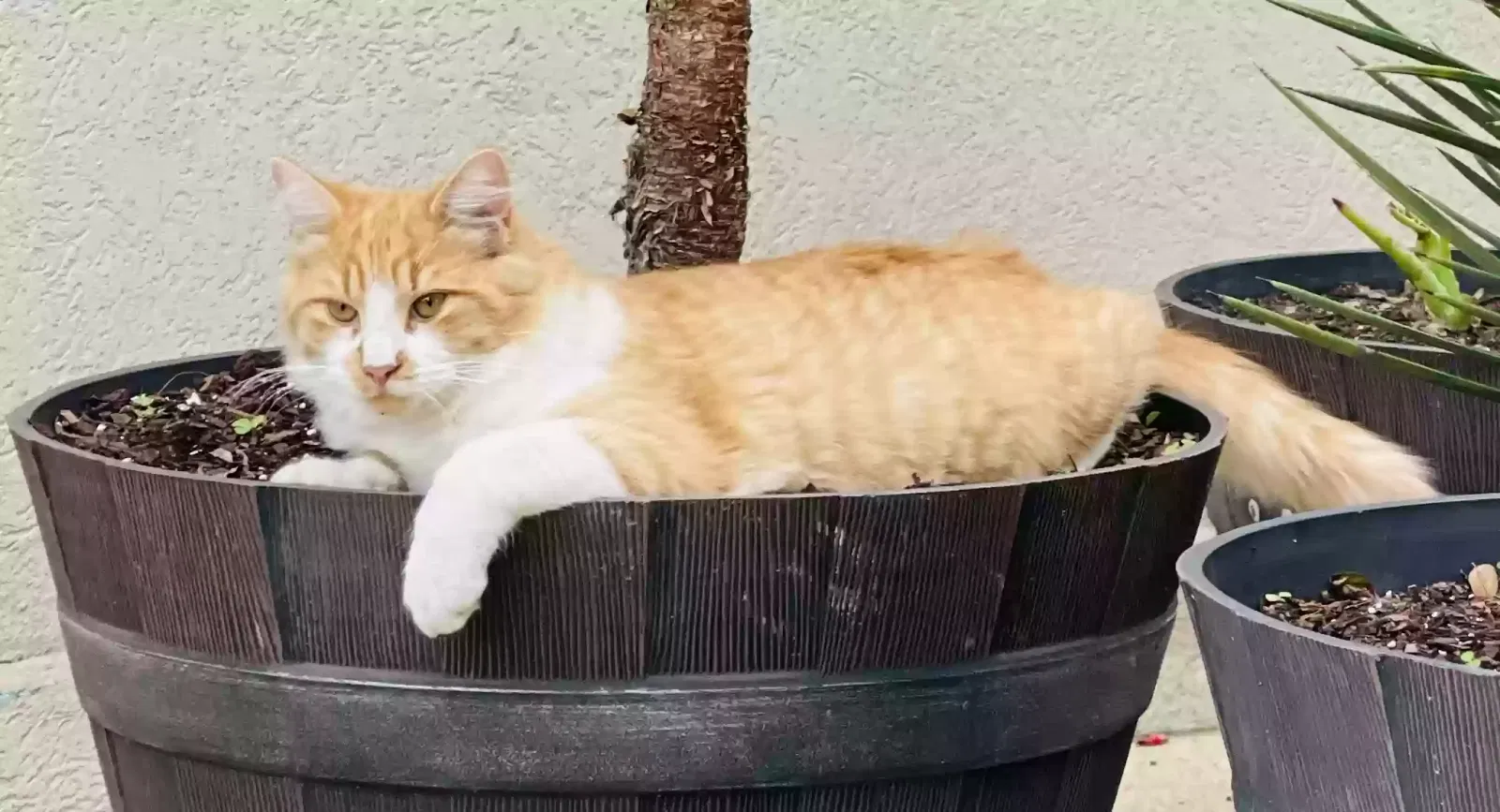 Lost cat in Cantonment, FL, 32533