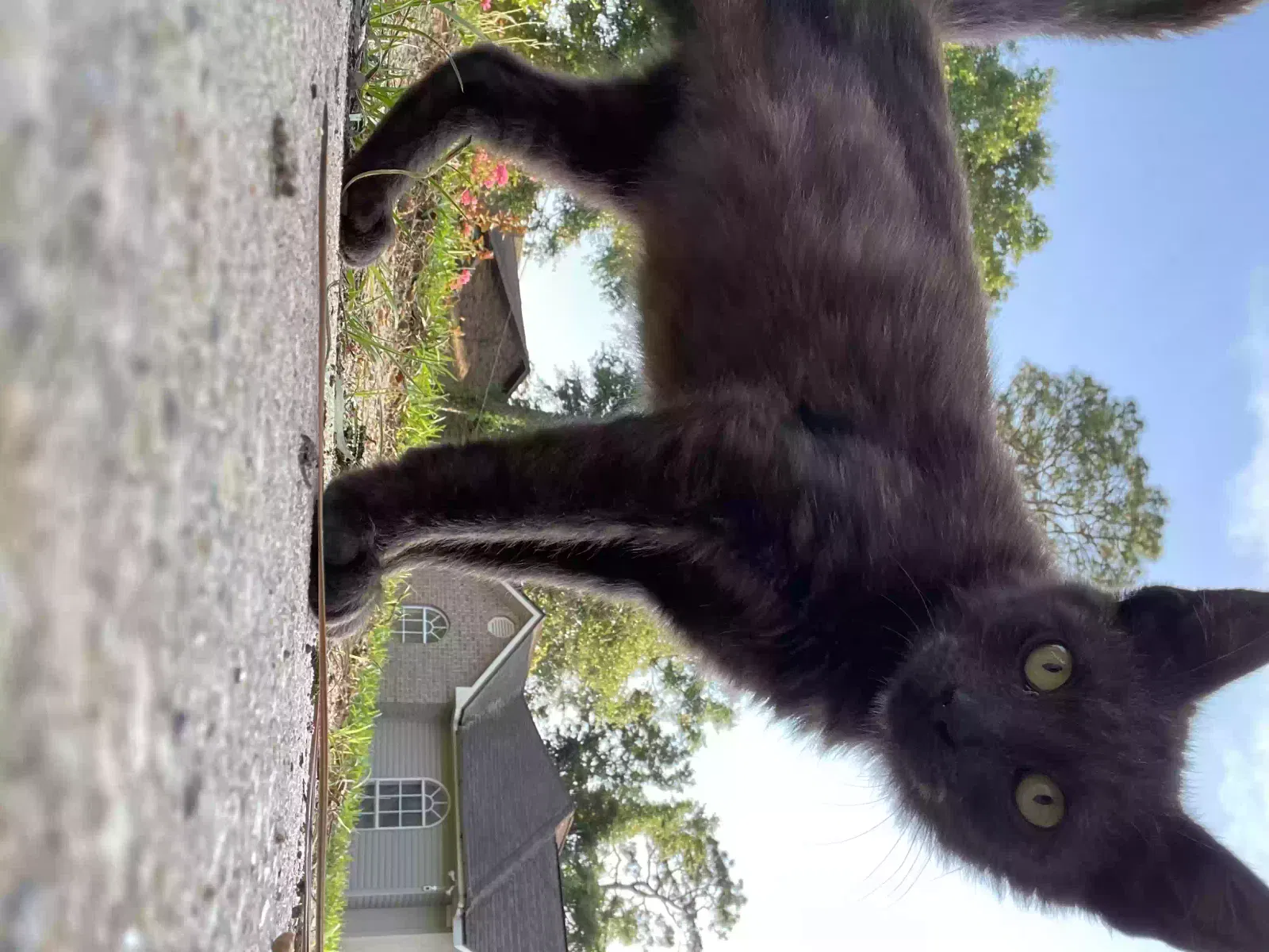 Lost cat in Cantonment, FL, 32533