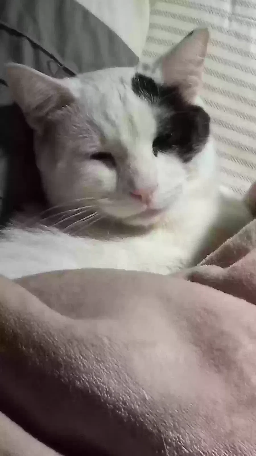 Lost cat in Minneapolis, MN, 55426