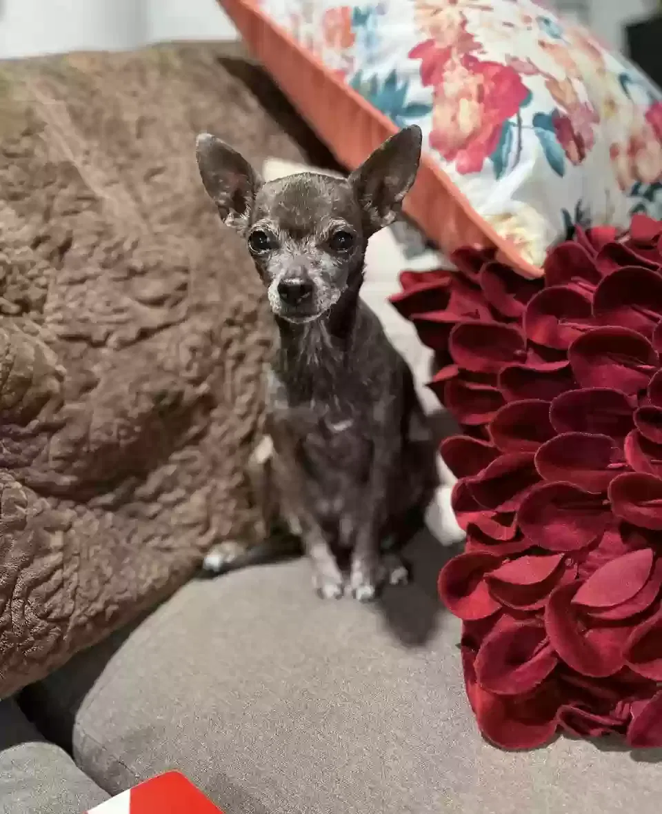 Lost dog in Denver, CO, 80219