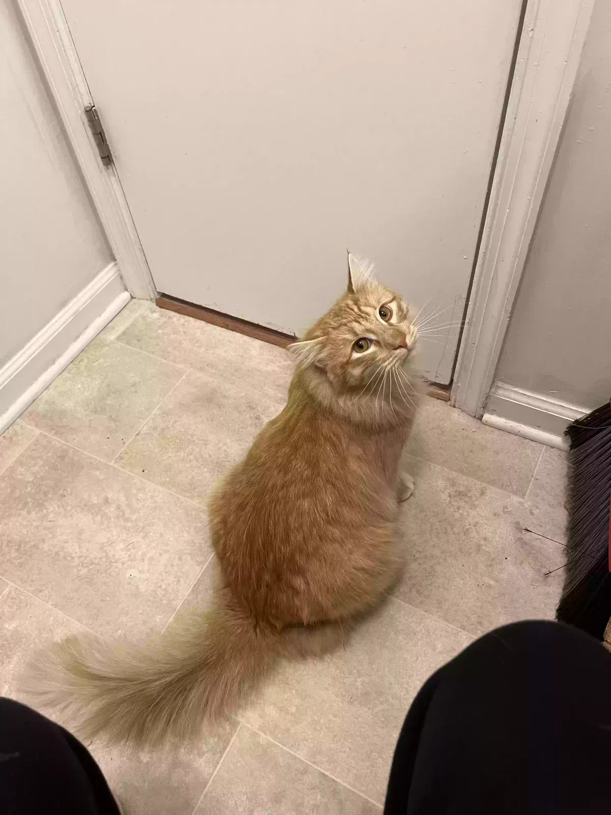 Lost cat in Virginia Beach, VA, 23454