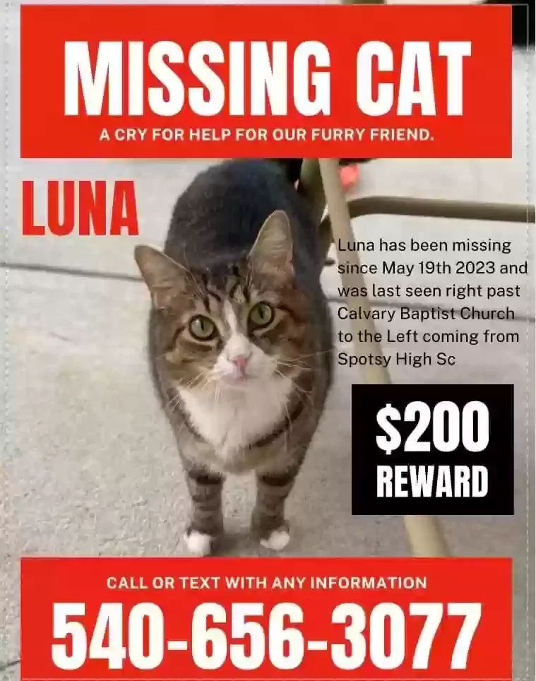 Lost cat in Spotsylvania, VA, 22551