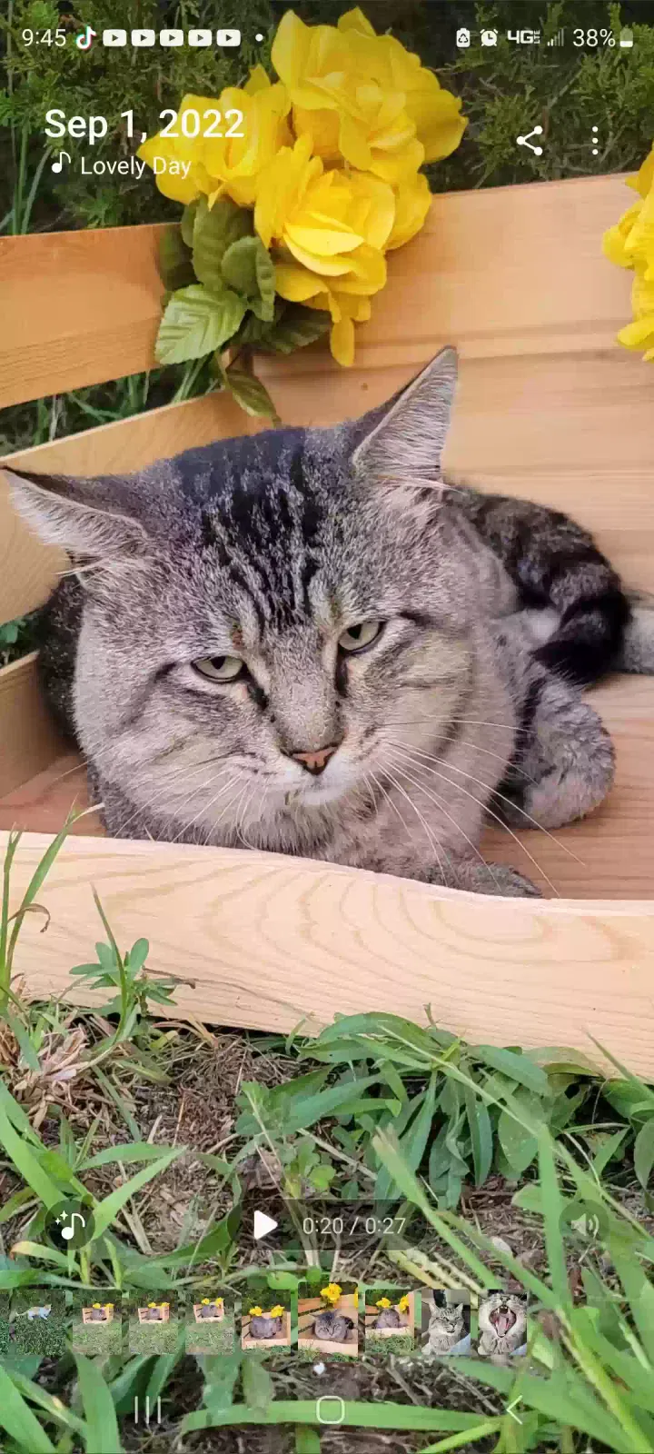 Lost cat in Springfield, MO, 65803